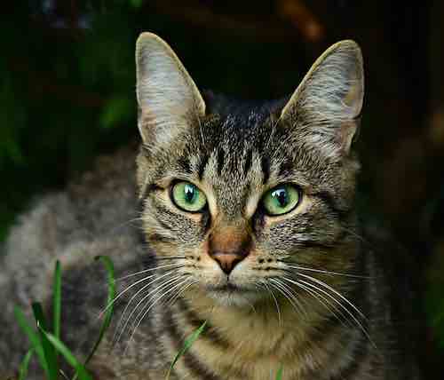 Signification chat tigré gris