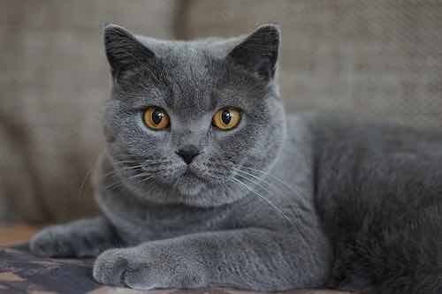 chat bleu-gris