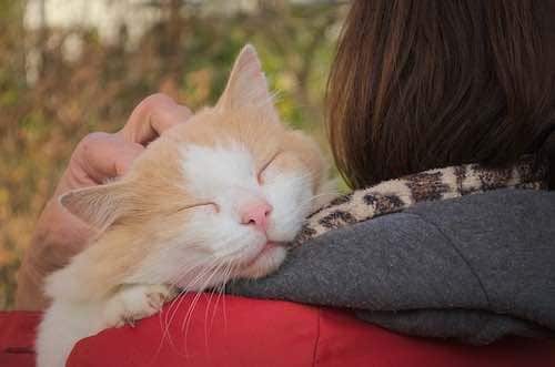 liens spéciaux avec les chats