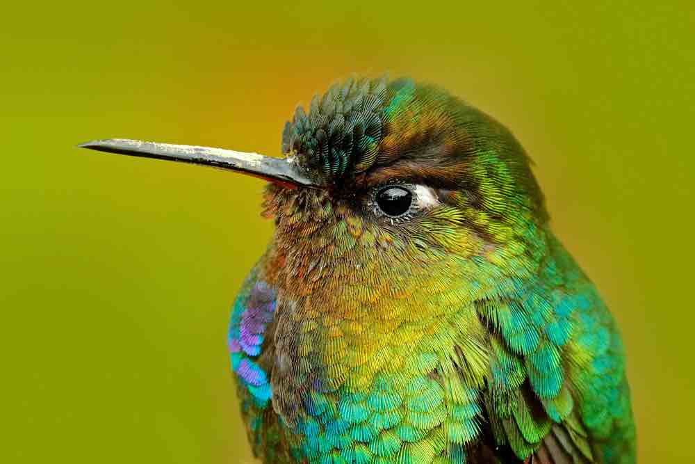 Parabole du colibri