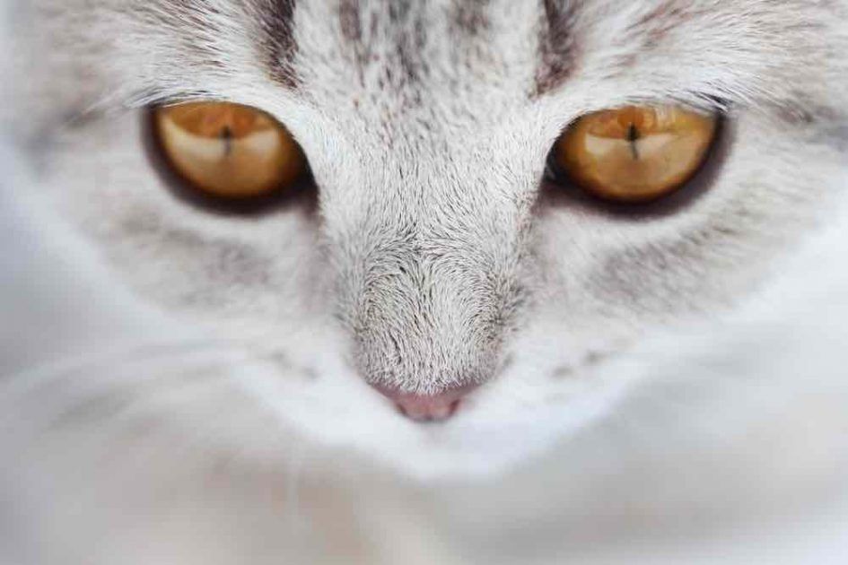 Symbolisme Du Chat Gris Clair L Enfance Et L Innocence Esprit Spiritualite Metaphysiques Symbolisme Du Chat Gris Clair L Enfance Et L Innocence Esprit Spiritualite Metaphysiques