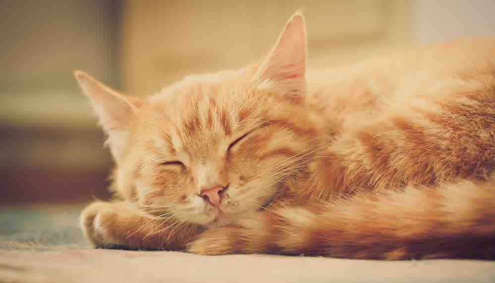Chat Tigre Roux Quelle Est Sa Signification Dans Nos Vies