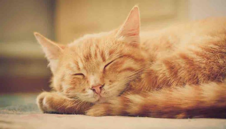 Protection spirituelle des chats : Voici la raison pour laquelle les