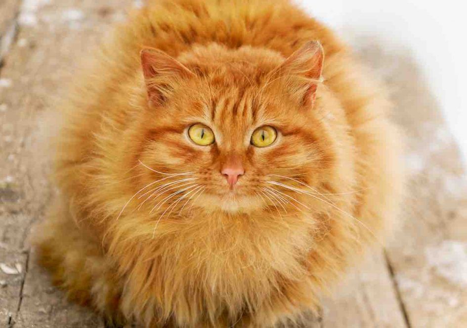 Chat tigré roux quelle est sa signification dans nos vies Chat tigré roux quelle est sa signification dans nos vies