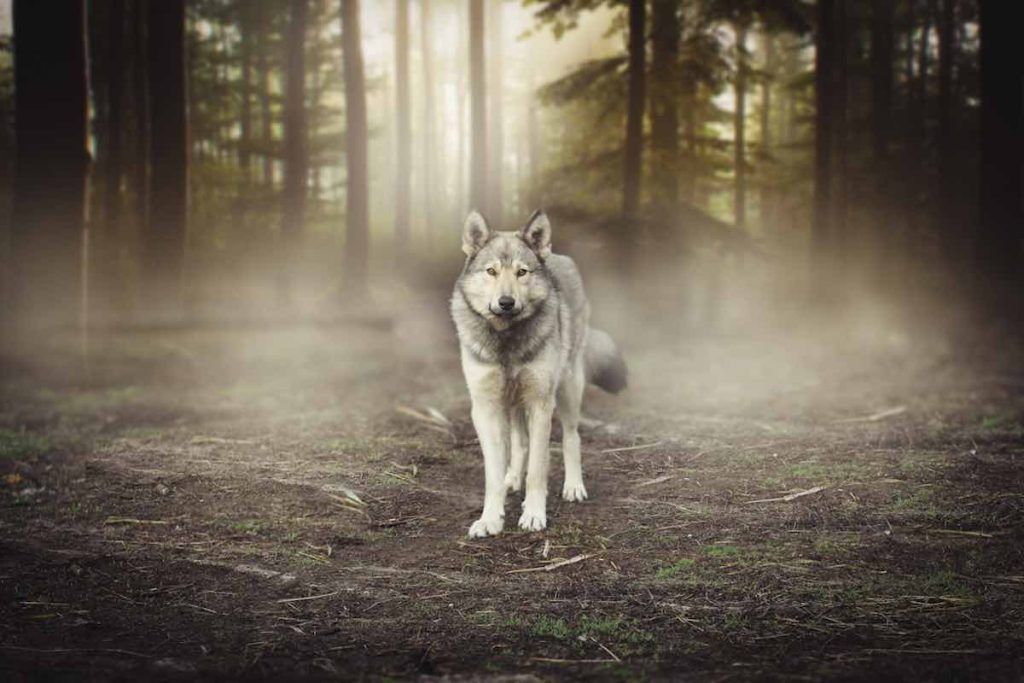 loup solitaire personnalité mystérieuse