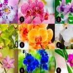 Choisissez-une-orchidée
