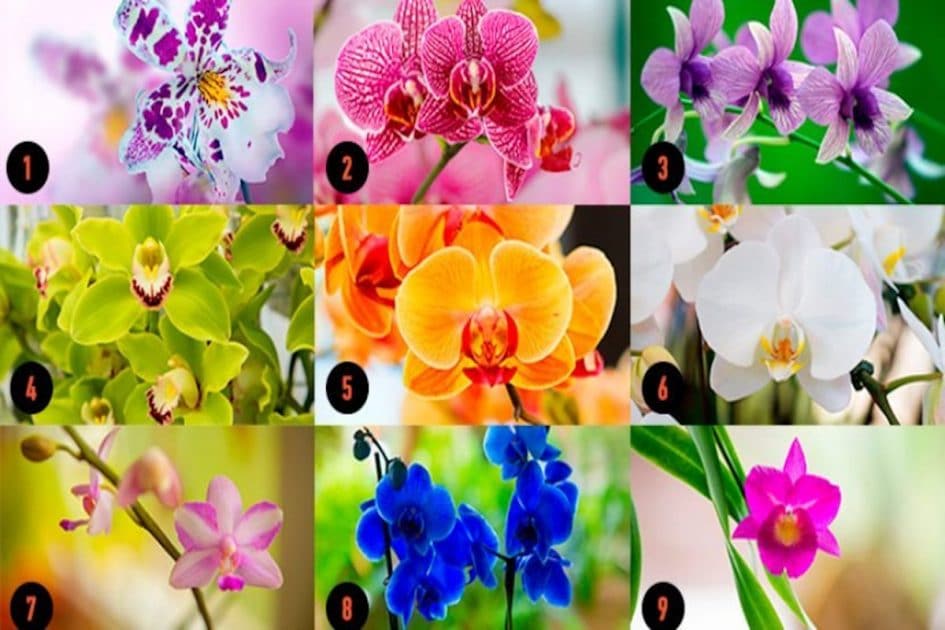 Choisissez Une Orchidee Et Recevez Un Message Puissant Esprit Spiritualite Metaphysiques Choisissez Une Orchidee Et Recevez Un Message Puissant Esprit Spiritualite Metaphysiques