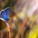 légende du papillon bleu