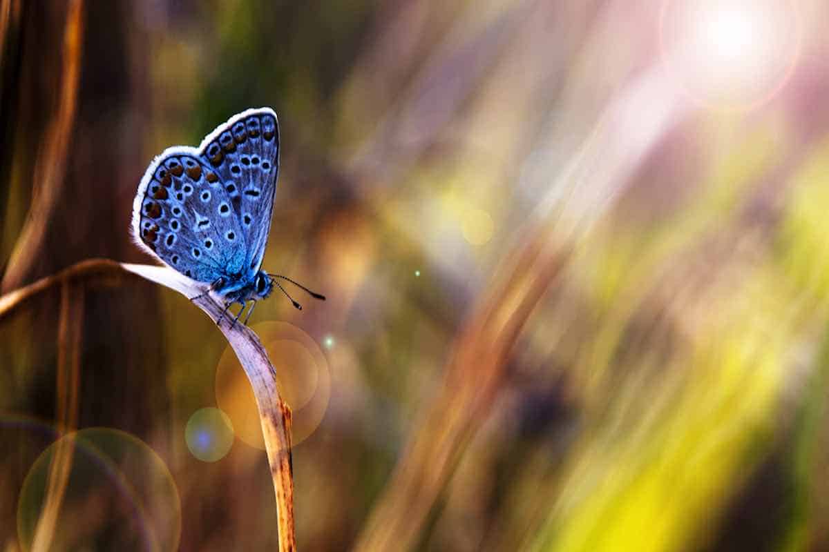 légende du papillon bleu