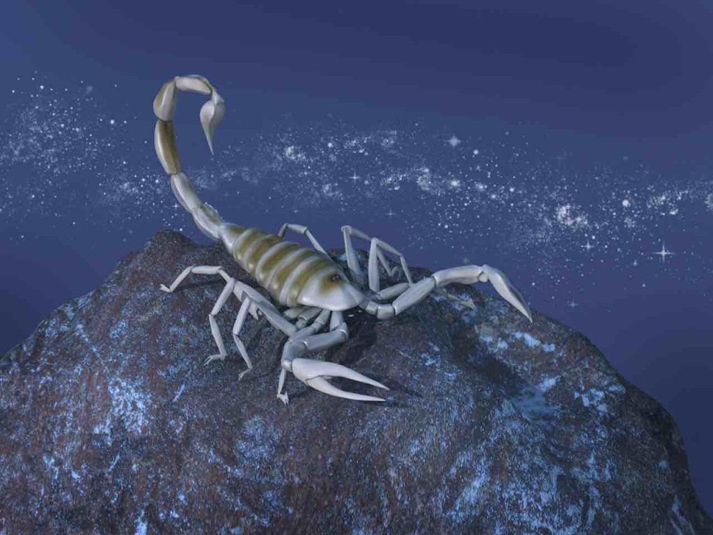 Scorpion