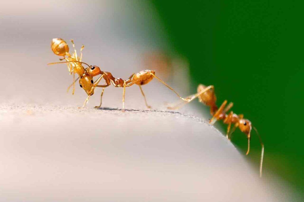 apprendre des fourmis