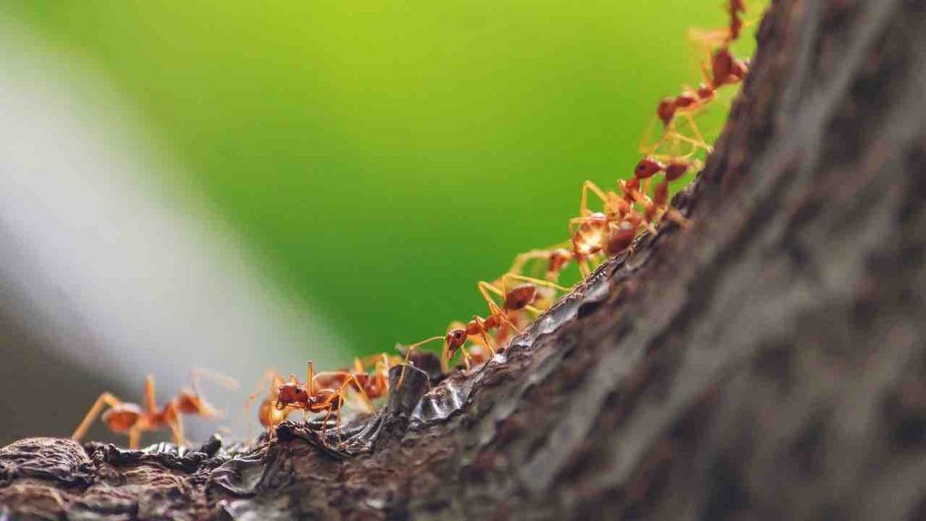 apprendre des fourmis