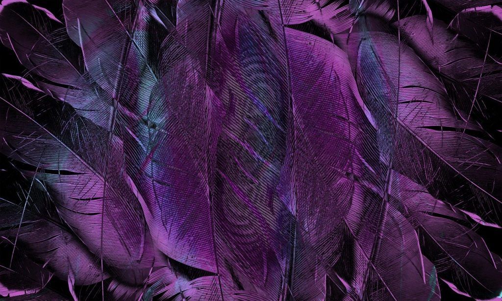 couleurs de plumes