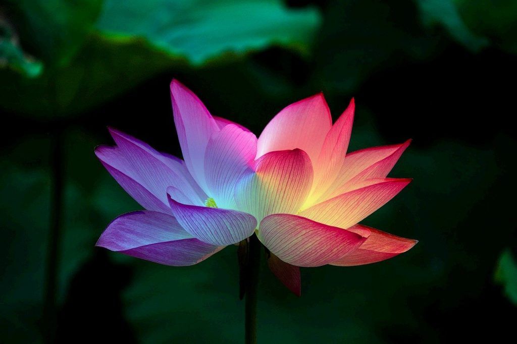 légende fleur de lotus