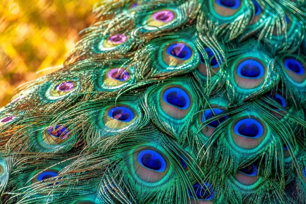 couleurs de plumes