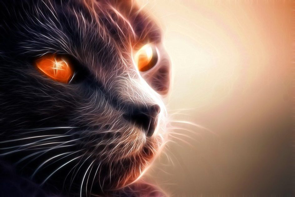 Saviezvous que les chats sont d'excellents protecteurs de la maison contre les esprits et les Saviezvous que les chats sont d'excellents protecteurs de la maison contre les esprits et les