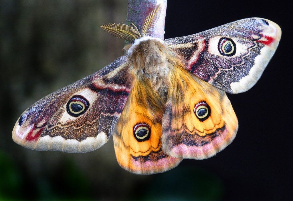 signification spirituelle du papillon de nuit