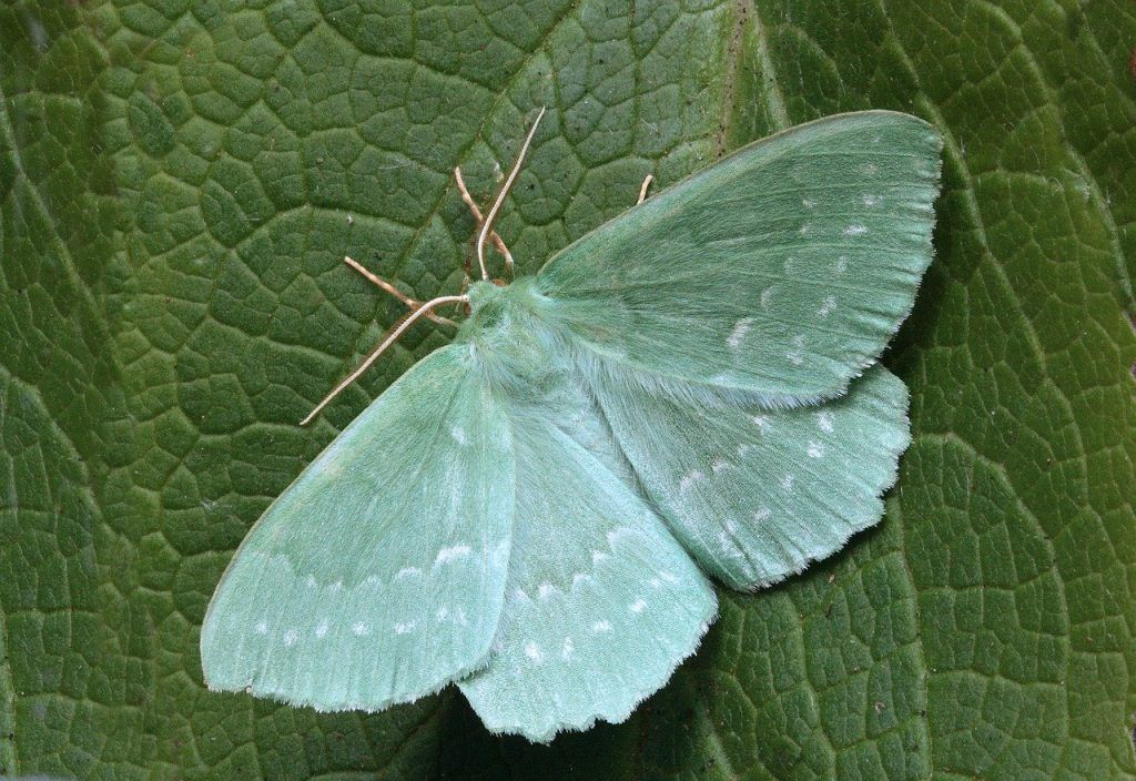 signification spirituelle du papillon de nuit