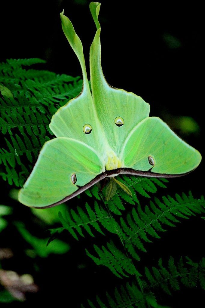 signification spirituelle du papillon de nuit