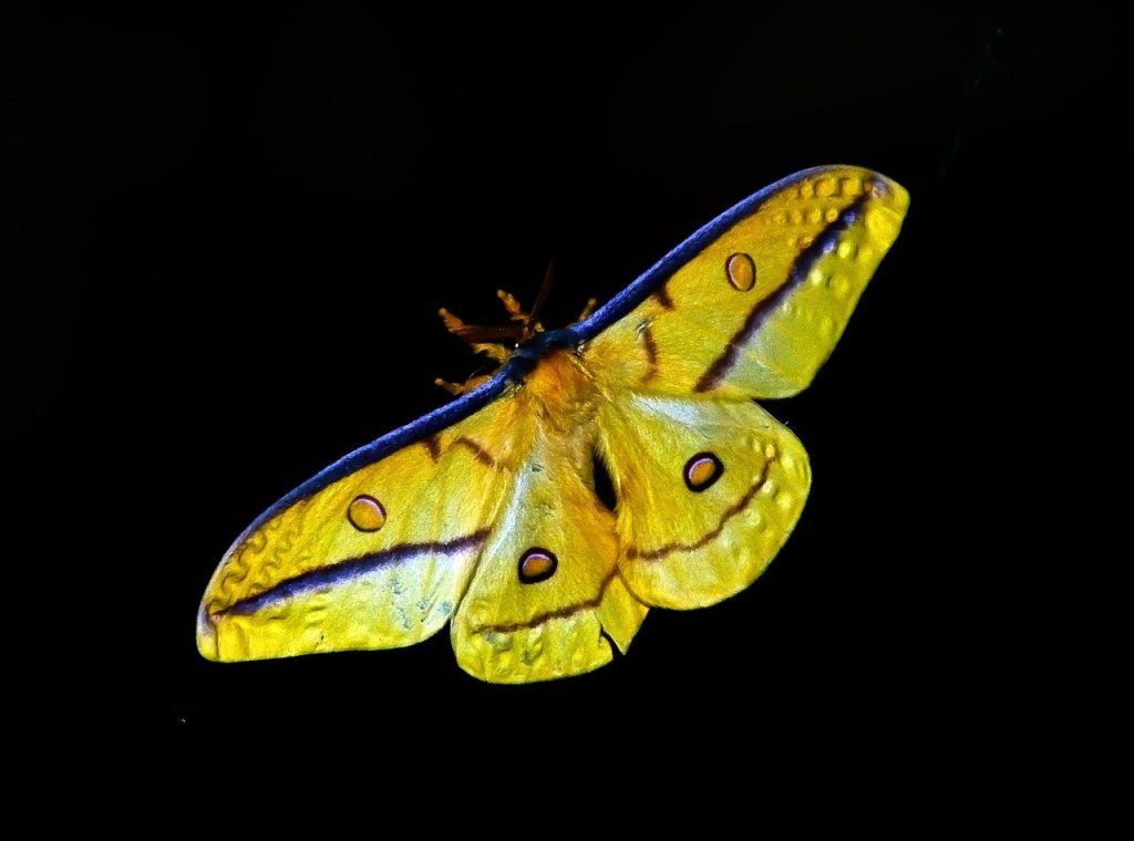 signification spirituelle du papillon de nuit