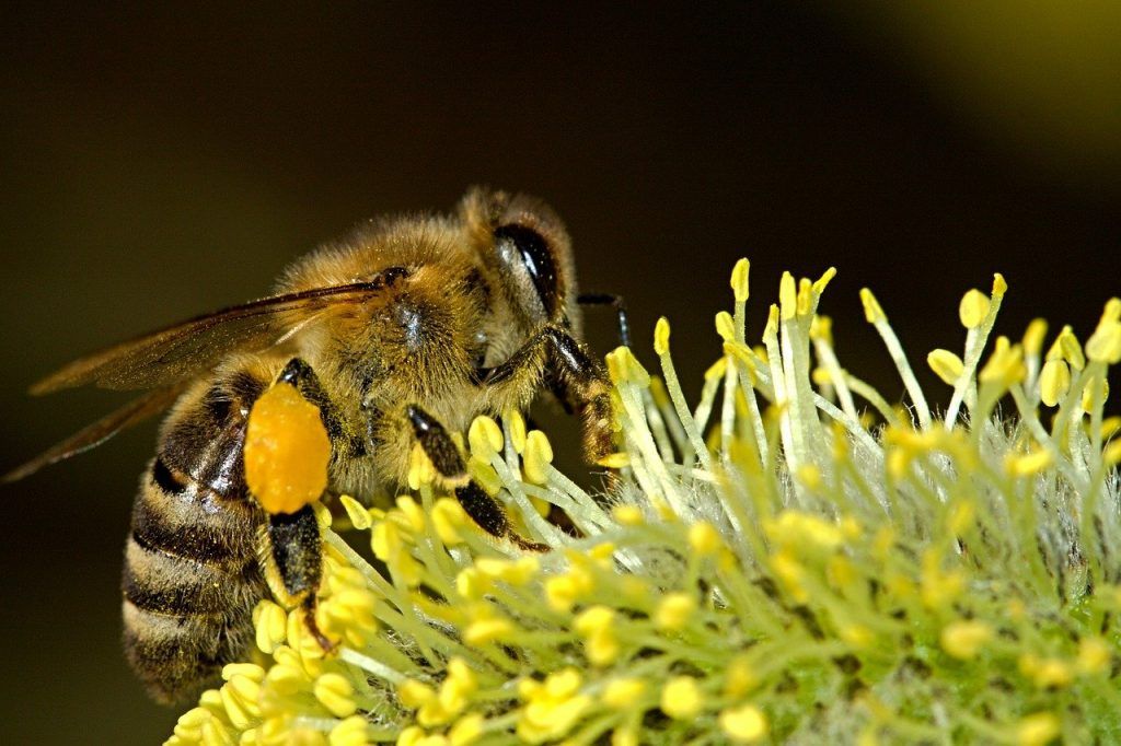 signification spirituelle des abeilles