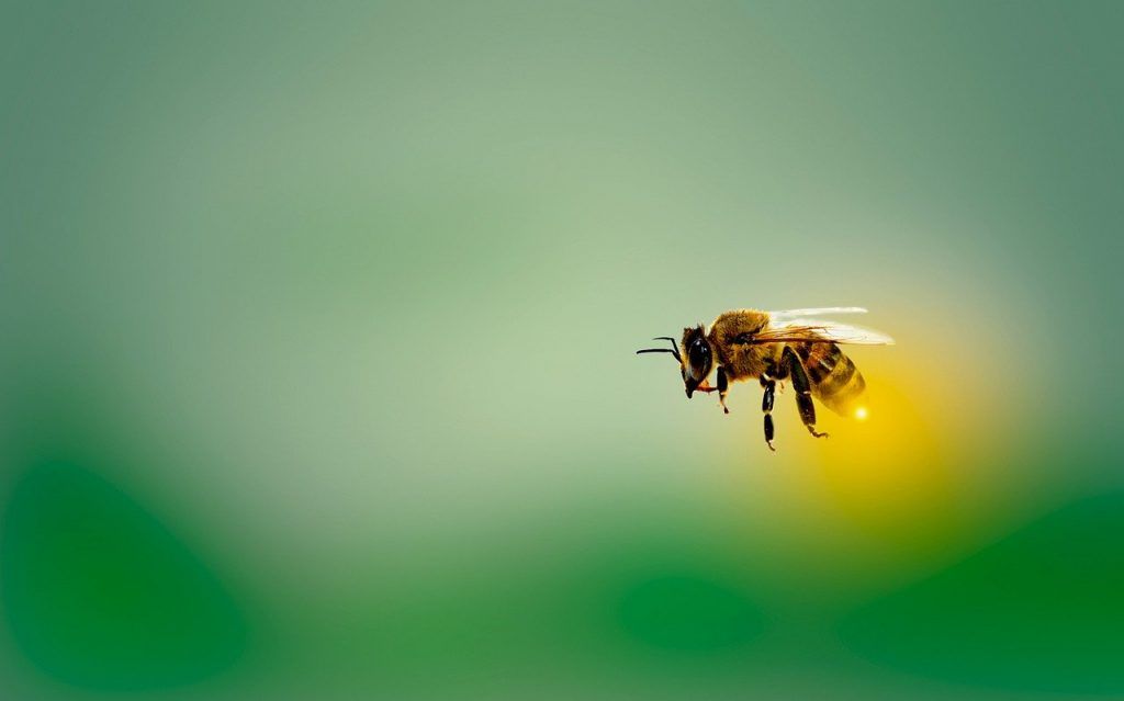 signification spirituelle des abeilles