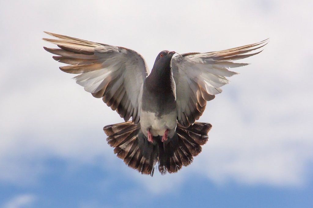 Les Oiseaux Sont Nos Messagers Et Ils