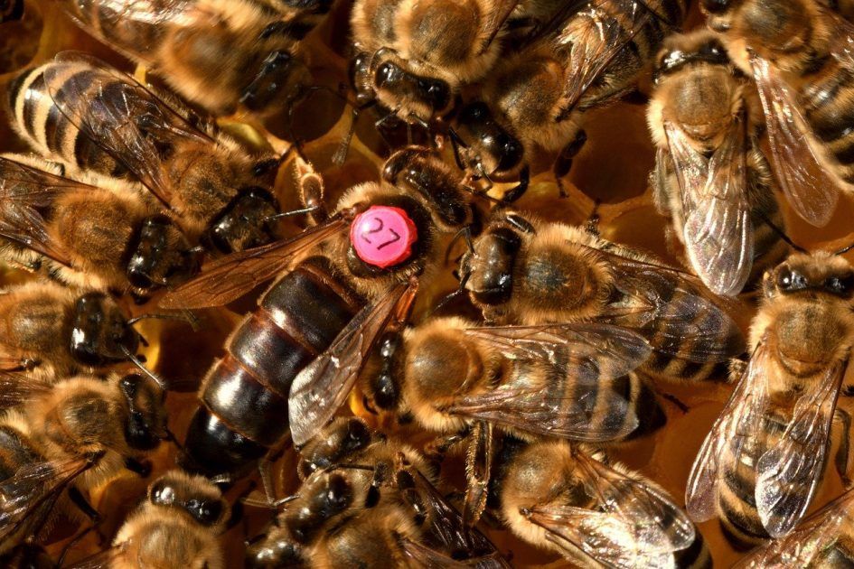 L'esprit De La Ruche La Vie Secrete Des Abeilles Découvrez la signification spirituelle des abeilles et ce qu'elles