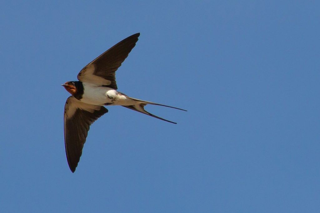 Les Oiseaux Sont Nos Messagers Et Ils