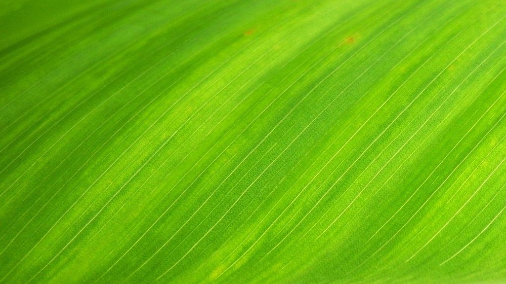 signification spirituelle de la couleur verte