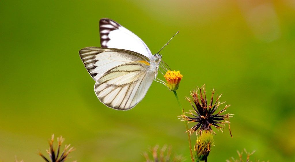 papillon blanc