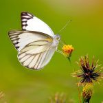 papillon blanc