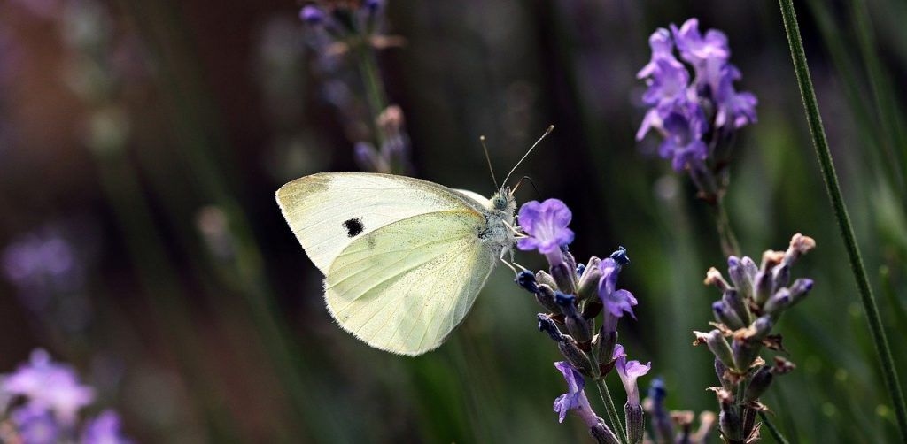 papillon blanc