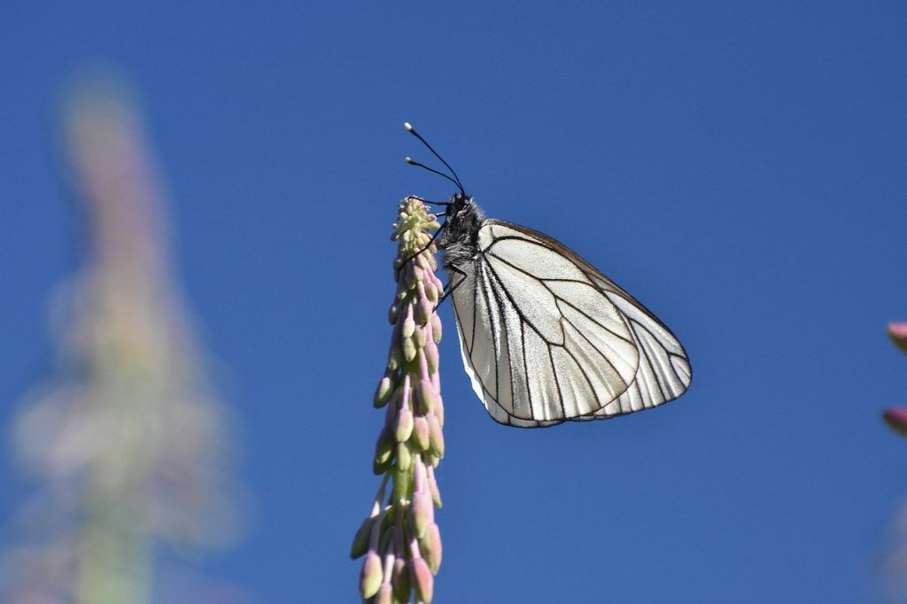 papillon blanc