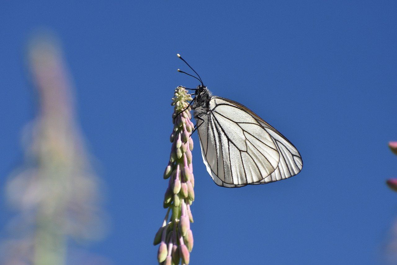 Voir un papillon blanc significations, symbolisme et sens spirituel