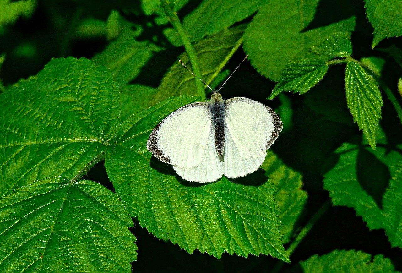 Voir un papillon blanc significations, symbolisme et sens spirituel