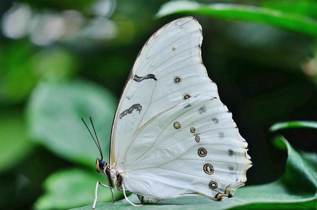 papillon blanc