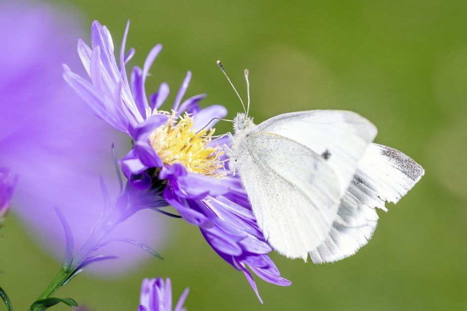 Voir un papillon blanc significations, symbolisme et sens spirituel