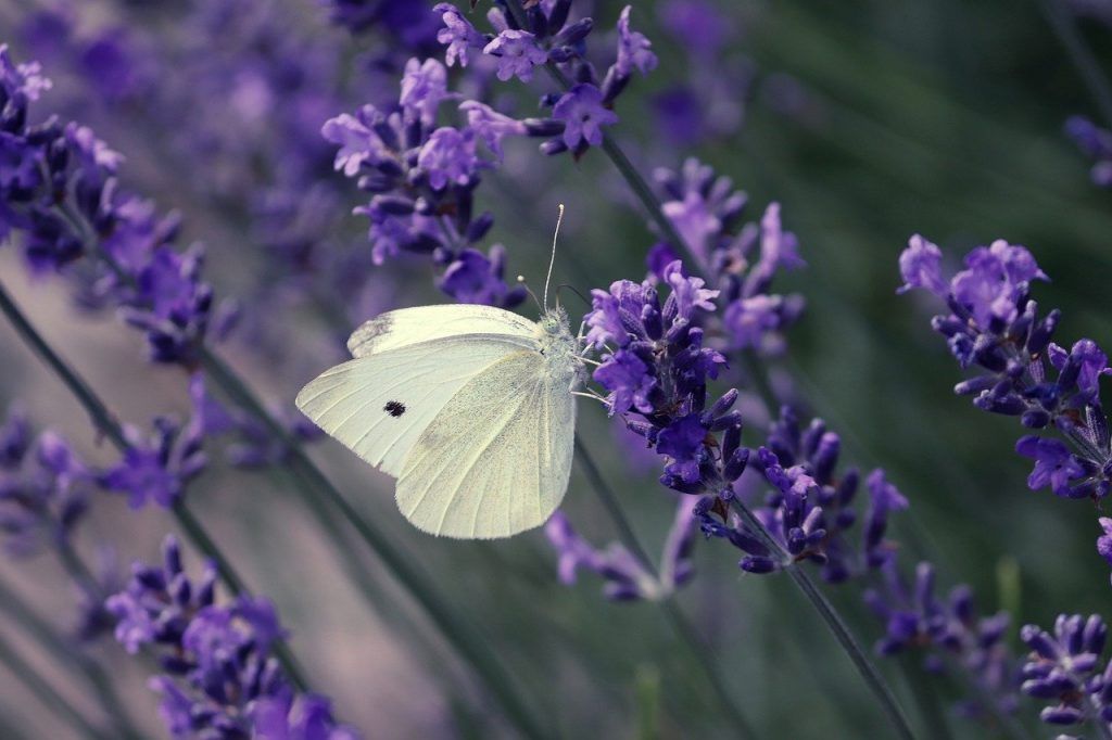 papillon blanc