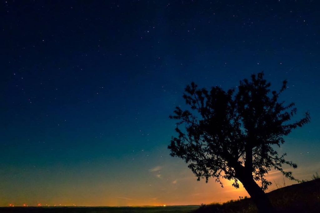 plus vieux arbres du monde 