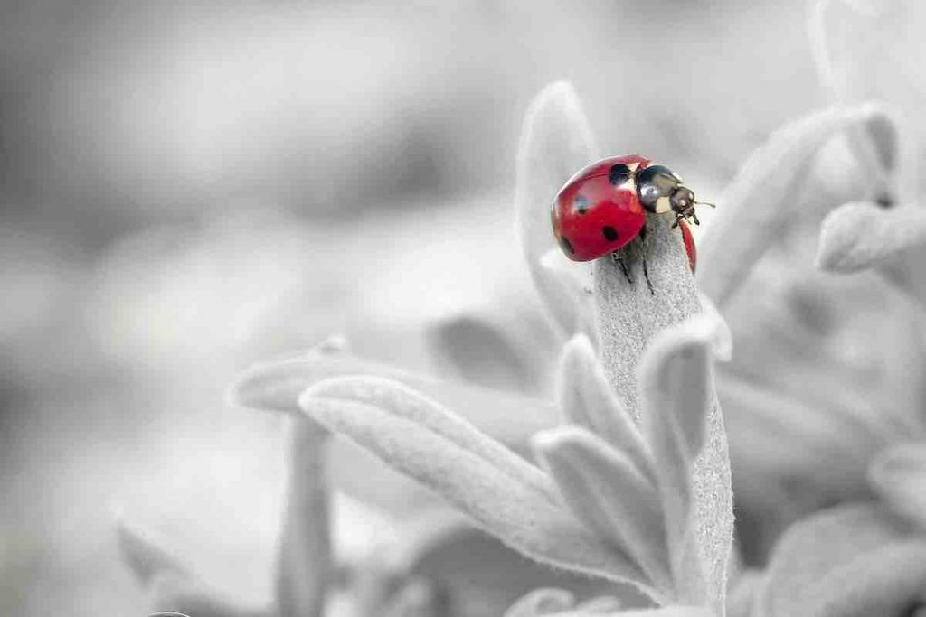 Signification spirituelle de la coccinelle