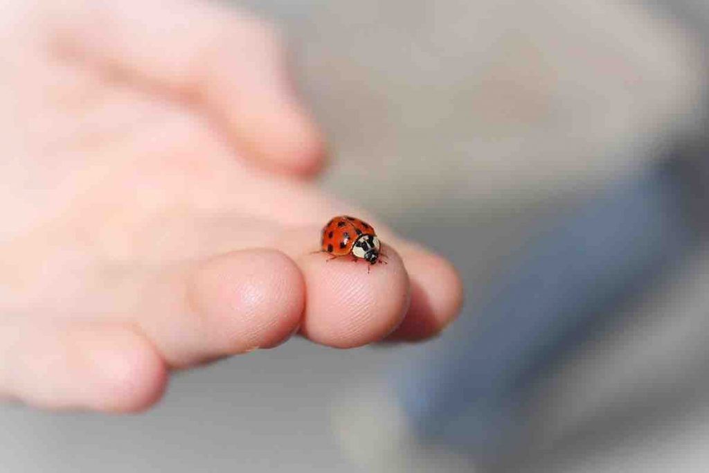 Signification spirituelle de la coccinelle