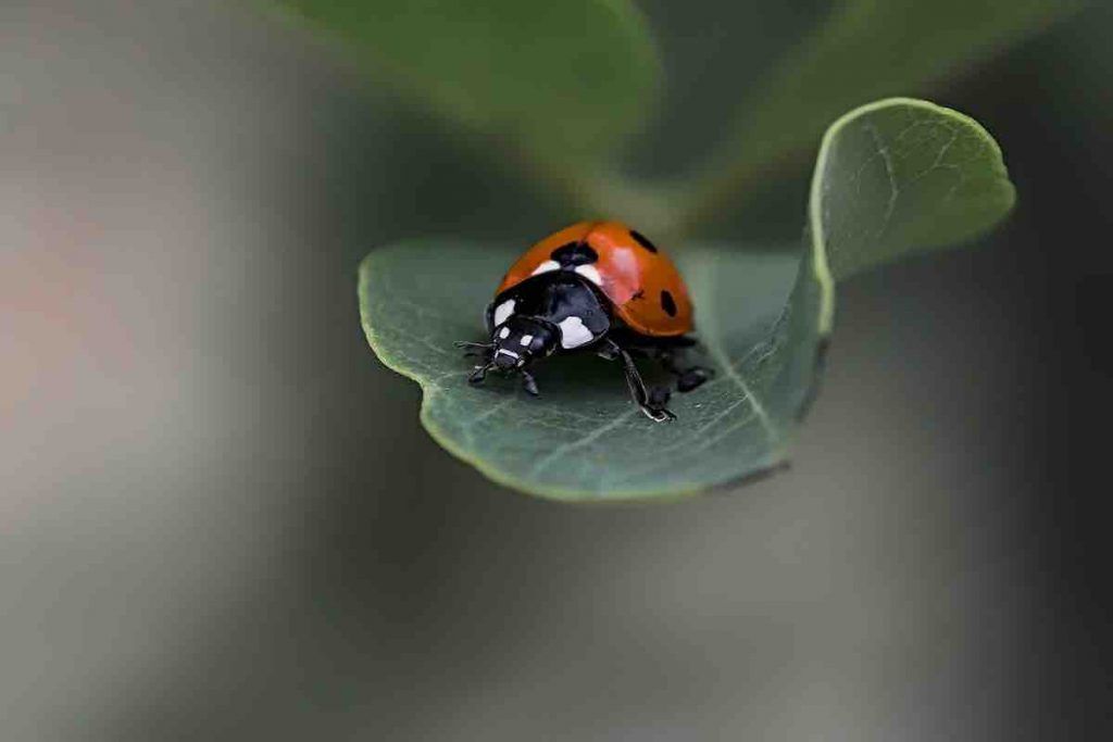 Signification spirituelle de la coccinelle