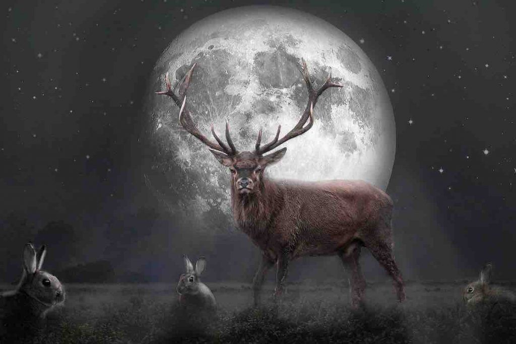  The Moon/La Lune. - Page 27 Red-deer-g0192a4dfa_1280-1024x683