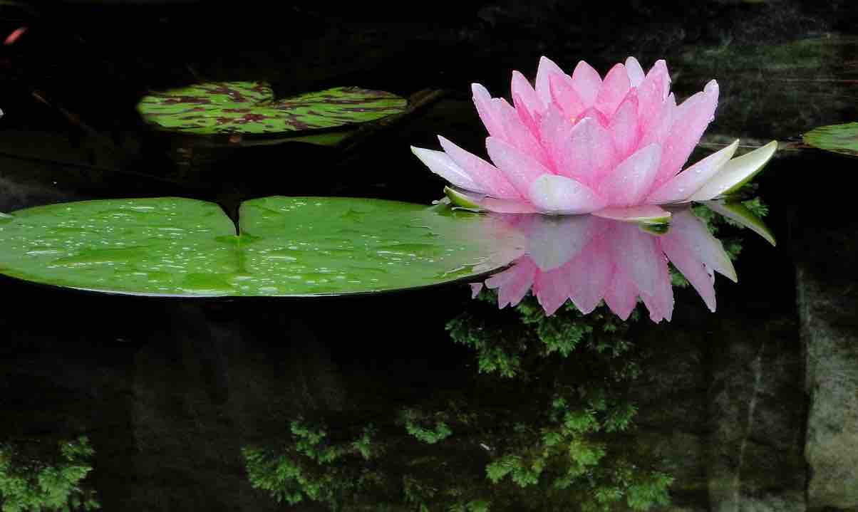 Fleur de lotus : quelle est sa signification ?