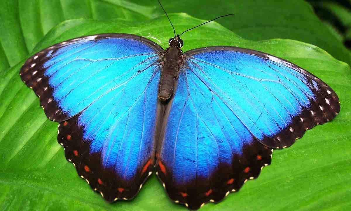 Observation des papillons bleus signification spirituelle et symbolisme