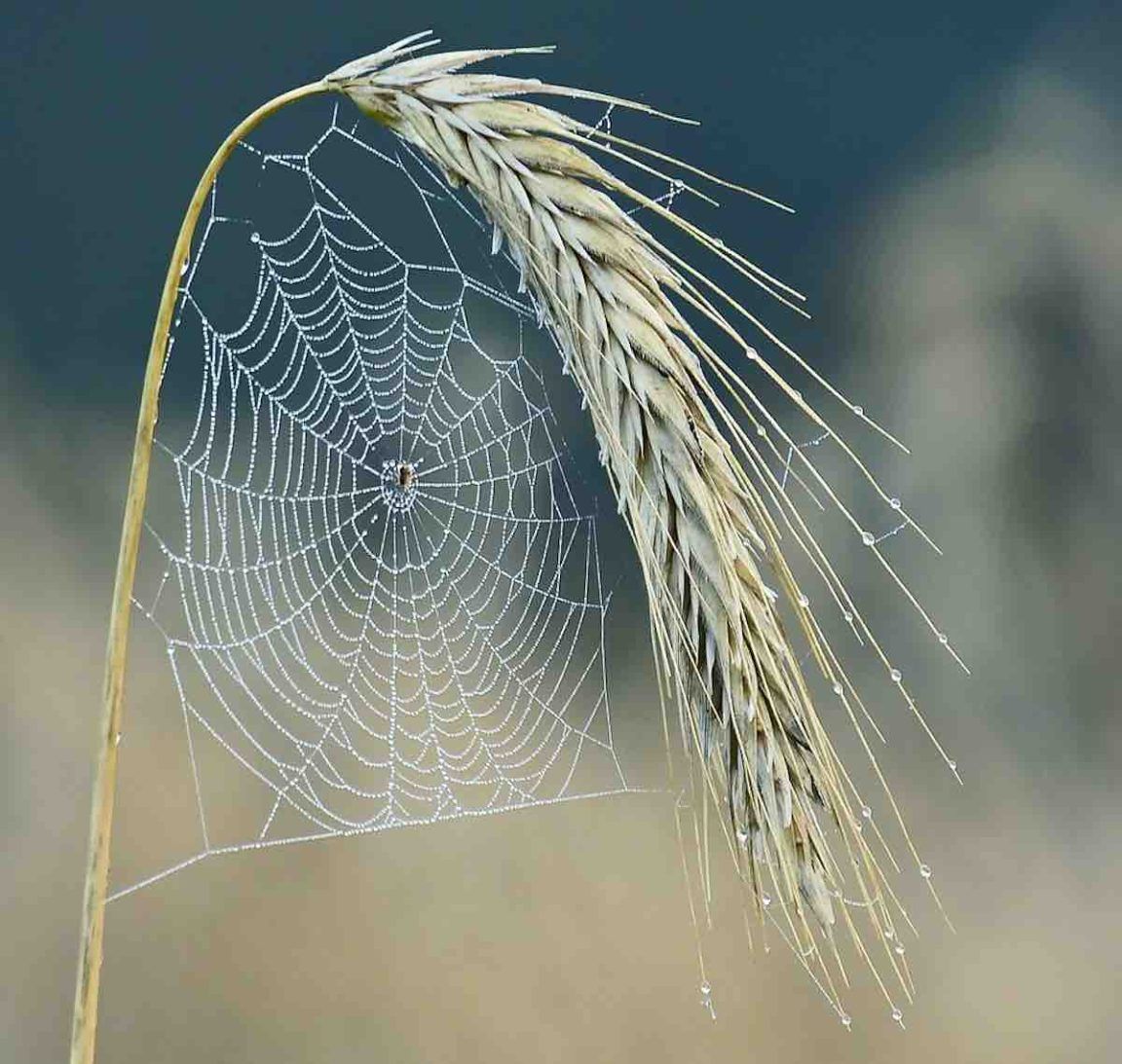 Quelle la signification spirituelle des araignées et que faire si vous en voyez régulièrement