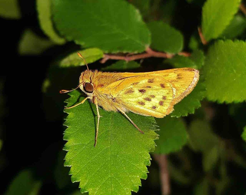 Papillon de nuit chez moi