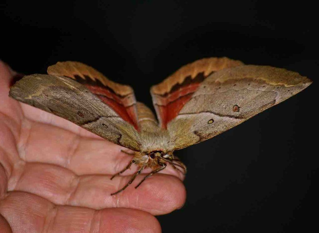 Papillon de nuit chez moi