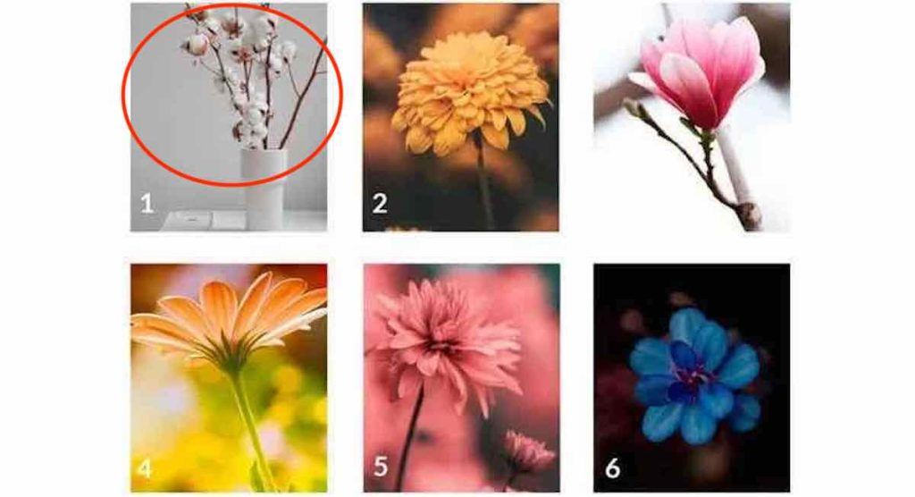 Choisissez une fleur